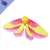 Rosy Maple Moth Wings