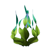 Seaweed