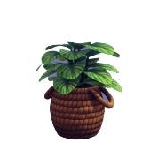 Calathea in Brown Basket