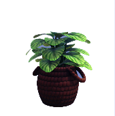 Calathea in cesto marrone scuro