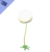 Cottonsedge Flower
