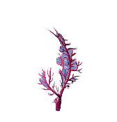 Coral abanico