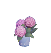 Paquete de hortensias