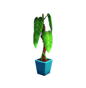 Philodendron in Blue Pot