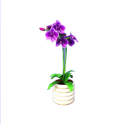 Purple Orchid in White Pot