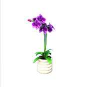 Orquídea púrpura en maceta blanca