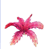 Coral helecho pequeño