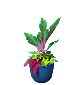 Planta alta en maceta