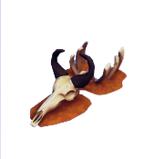 Gnu Überreste