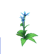 Blue Star Lily
