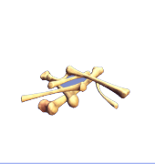 Knochen