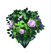 Dusty Violet Rose