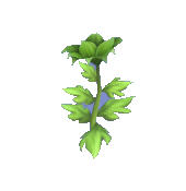 Green Passion Lily