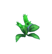 Green Rising Penstemon