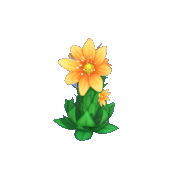 Orange Houseleek