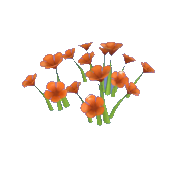 Orange Nasturtium