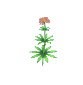 Orange & Red Marsh Milkweed