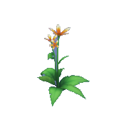 Orange Star Lily
