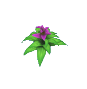 Pink Bromeliad