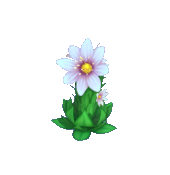 Pink Houseleek