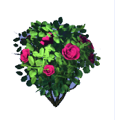 Pink Rose