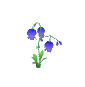 Purple Bell Flower