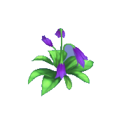 Purple Falling Penstemon