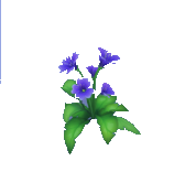 Purple Impatiens