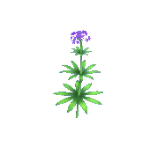 Purple Marsh Milkweed