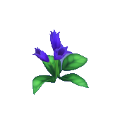Purple Rising Penstemon