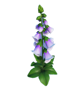 Dedalera morada y blanca