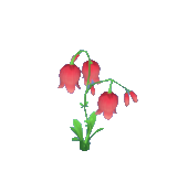 Red Bell Flower