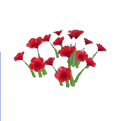 Red Nasturtium