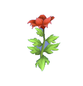 Red Passion Lily