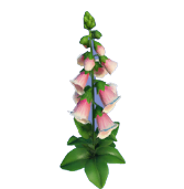 Dedalera rosa y crema
