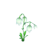 White Bell Flower