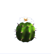 White Cactus Flower