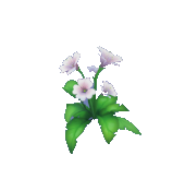 White Impatiens