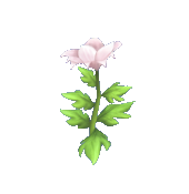White Passion Lily