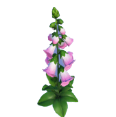 Dedalera blanca y rosa