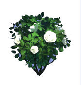 White Rose