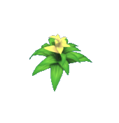 Yellow Bromeliad