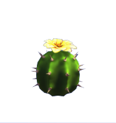 Yellow Cactus Flower