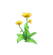Yellow Daisy