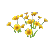 Yellow Nasturtium
