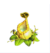 Yellow Pitcher Plant